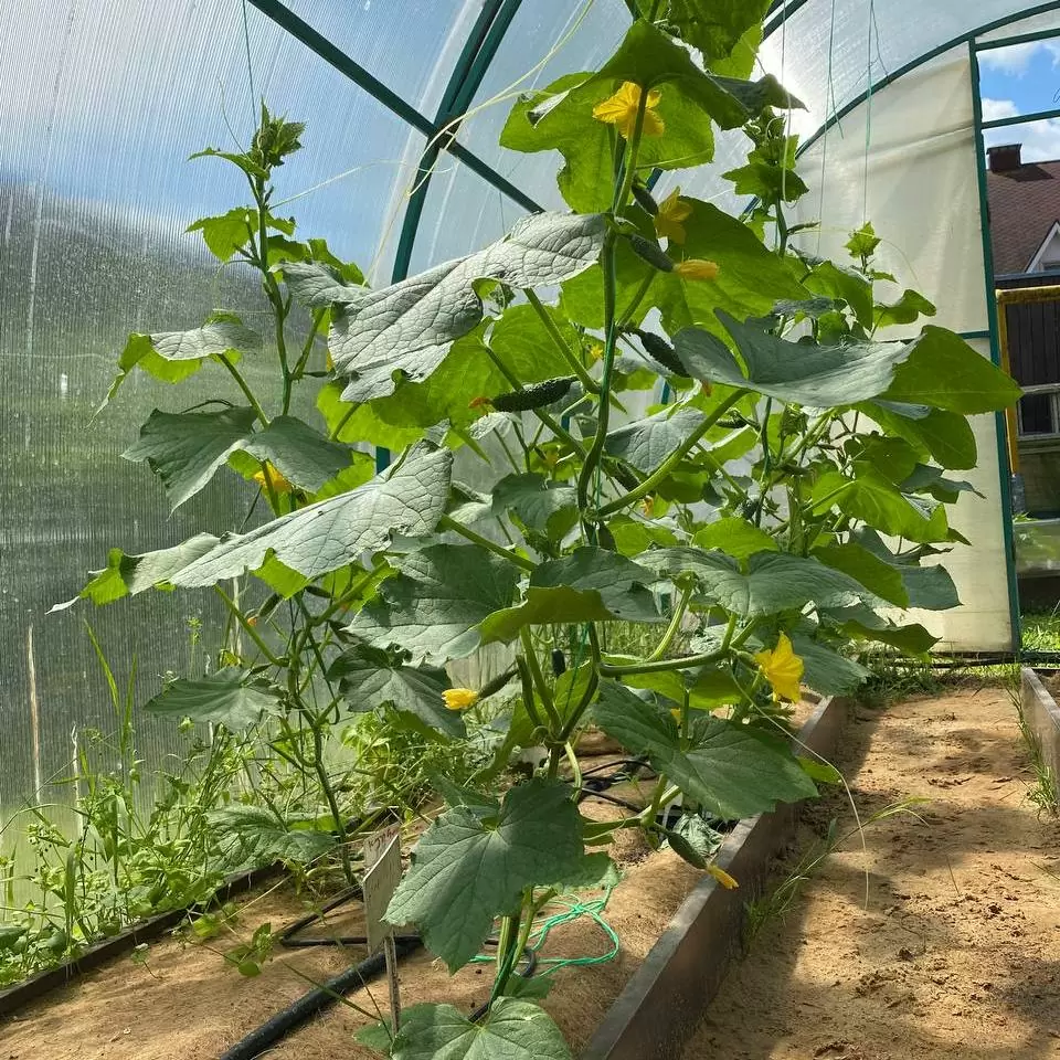 Чем подкормить огурцы в теплице из поликарбоната