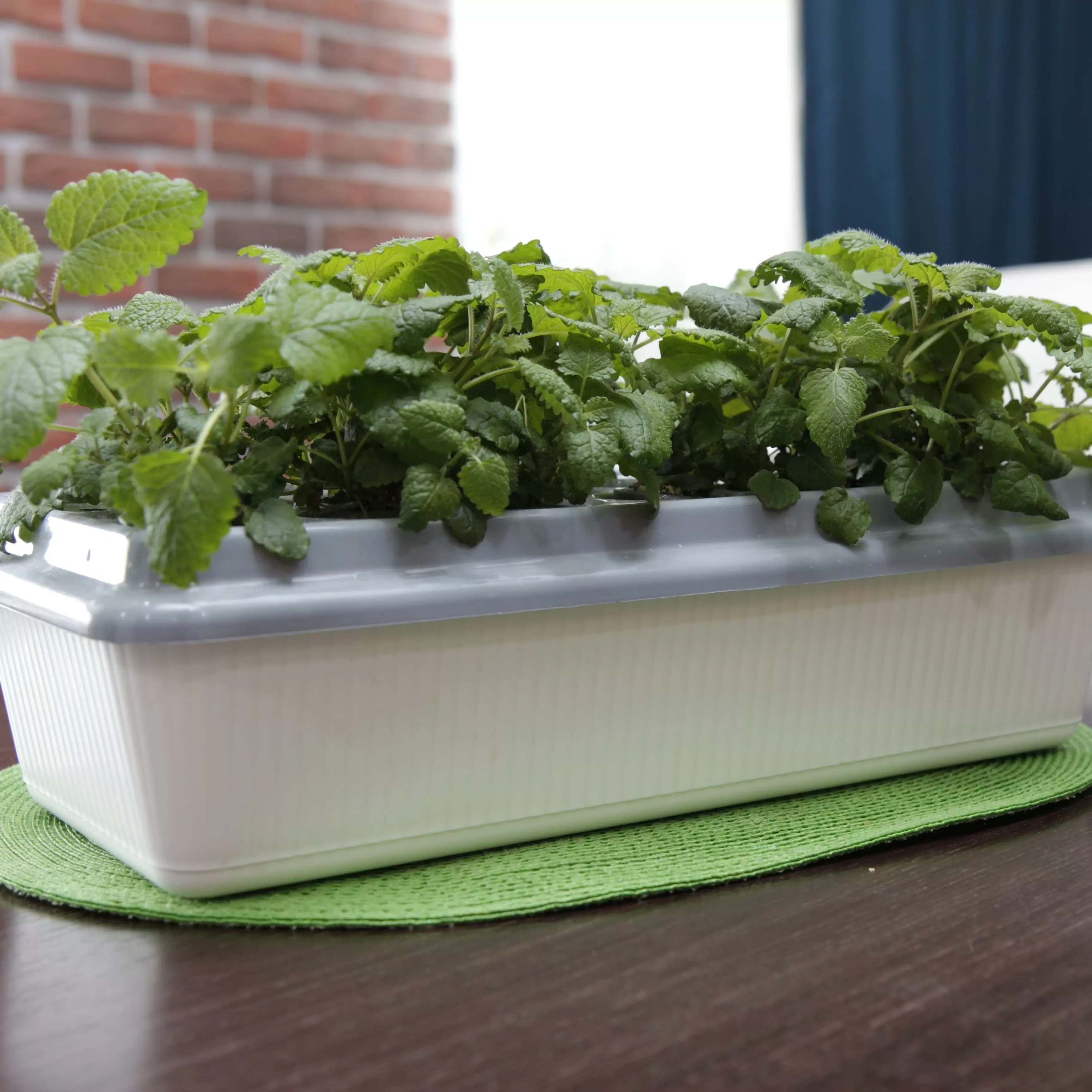 Домашняя чудо грядка "Здоровья КЛАД"