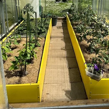 Высокая желтая грядка (0,6 х 4)